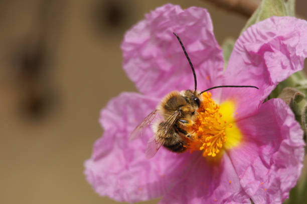 Bee of the Eucera family collecting nectar from the striking flower of the cistus albidus (rockrose) Bee of the Eucera family collecting nectar from the striking flower of the cistus albidus (rockrose) shrub in the Sierra de Mariola natural park, Alcoy, Spain cistus albidus stock pictures, royalty-free photos & images