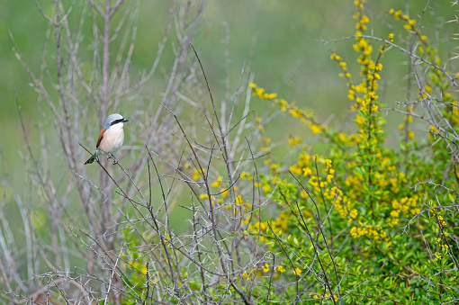 Red backed Shrike, Lanius collurio, on the branch. Green background.