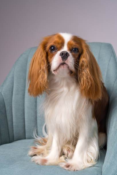 little dog cavalier king charles spaniel sits on a blue chair and looks cute at the camera - real people blue white friendship imagens e fotografias de stock