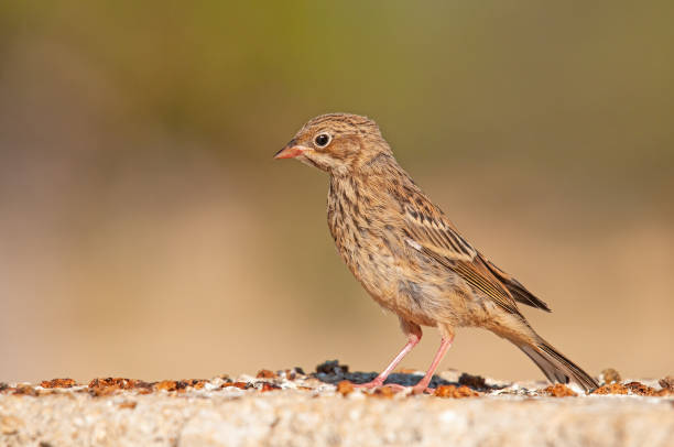 istock Ortolan Bunting, Emberiza hortulana on a concrete floor. 2118184171