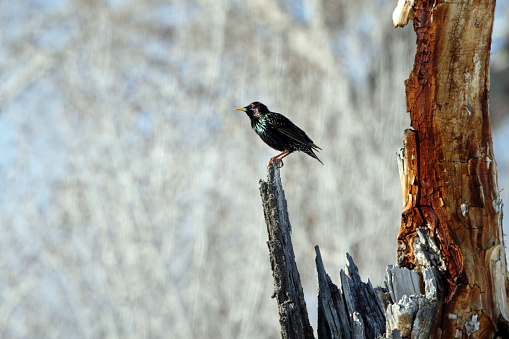 European Starling (Sturnus vulgaris) perching on a dead cottonwood tree in East Central Idaho.