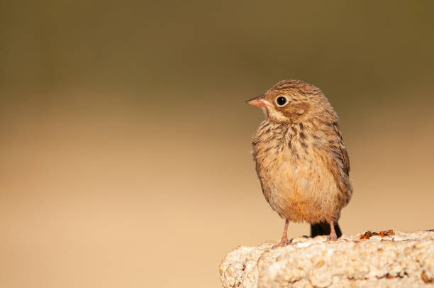 istock Ortolan Bunting, Emberiza hortulana on a concrete floor. 2118184187
