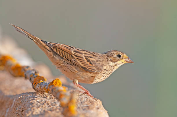 istock Female Ortolan Bunting on a rock, Emberiza hortulana. 2118184716