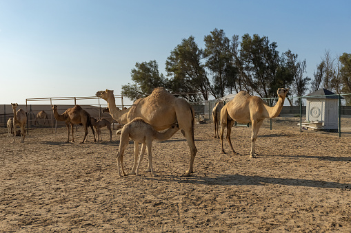Camels in the camel farm in Manama Bahrain