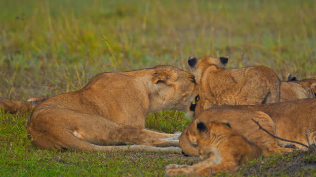 SLO MO Lioness Nurturing Her Cubs on Grassy Meadow in Masai Mara Reserve