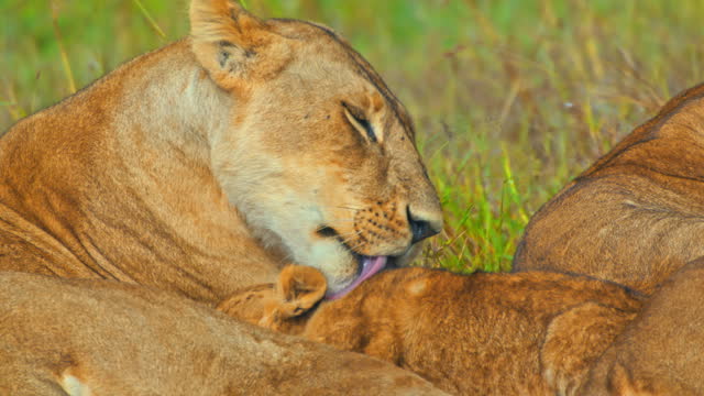 SLO MO Lioness Grooming Her Playful Cubs in Masai Mara Reserve's Lush Meadow,