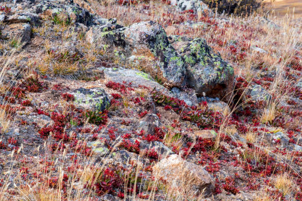 Autumn scenery at Independence Pass, Colorado, USA