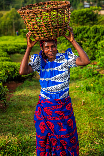 African women plucking tea leaves on plantation in Kenya - she is carrying  on her head a basket full of freshly plucked tea leaves, Africa.