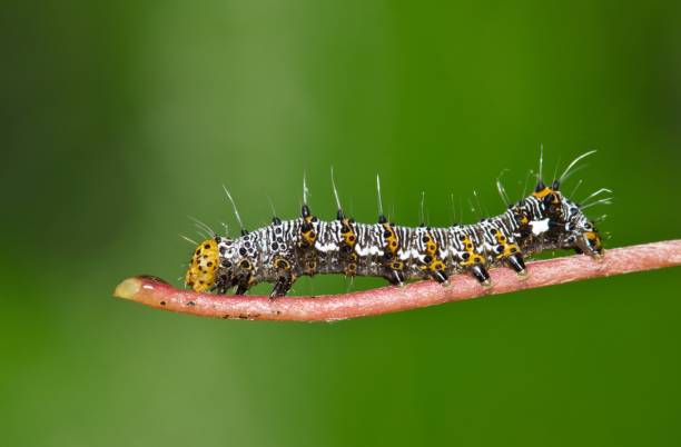 istock Eight-spotted forester caterpillar (Alypia octomaculata) on a grape plant stem, side view with copy space. 2118211363