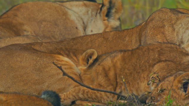 SLO MO Cub Playing Near Resting Lioness in Masai Mara Reserve
