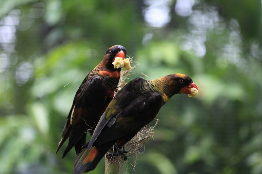 Two birds Dusky Lory (Pseudeos Fuscata) perched on the same branch.
