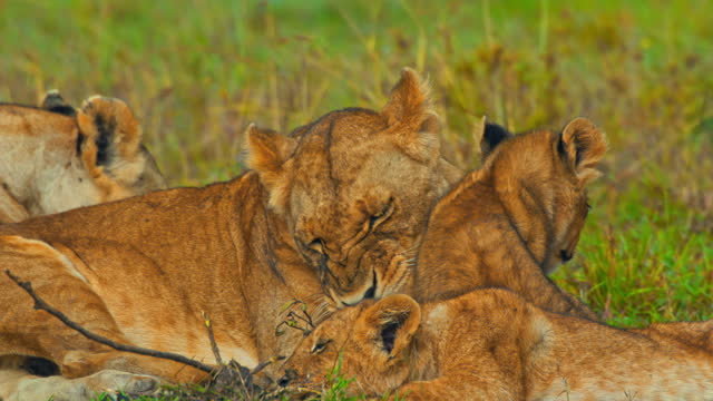 SLO MO Cubs Enjoying Tender Care from Lioness in Masai Mara Reserve's Tranquil Setting,
