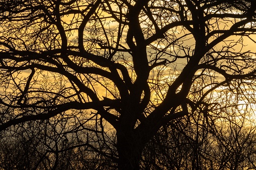 Sun setting behind a gnarled apple tree highlights the twisted branches in the orange setting sun.