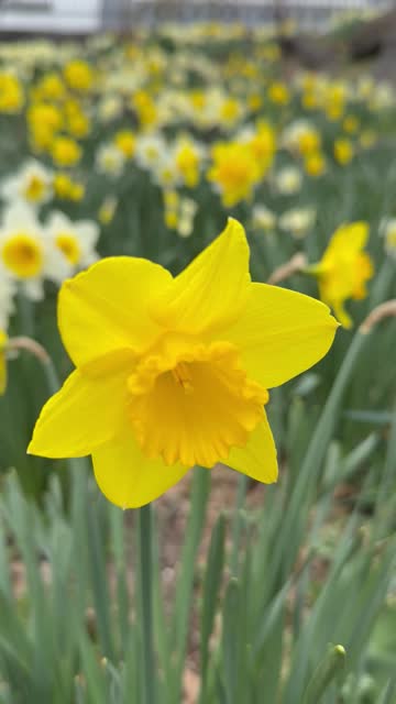 Close-up of single daffodil swaying in the wind on a hill filled with other daffodils