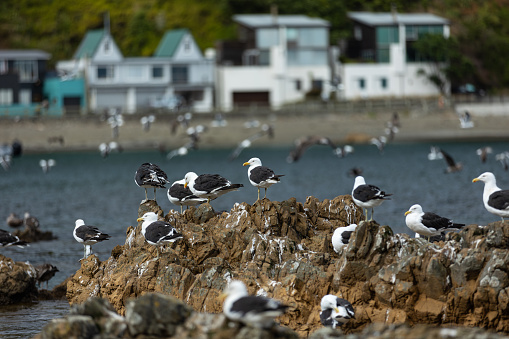 Seagulls gathering at the Marine Reserve in Owhiro Bay, Wellington, New Zealand