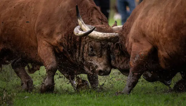 Photo of A traditional Bull Fight during the popular party of Father is Day, Povoa de Lanhoso, Braga, Portugal.