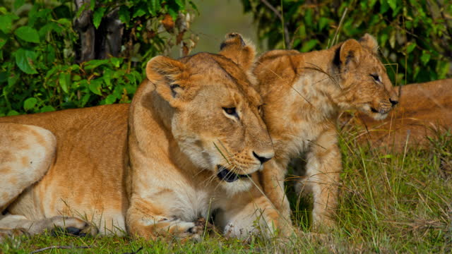 SLO MO Majestic Lionesses Frolicking with Cubs on Grassy Savannah in Masai Mara Reserve
