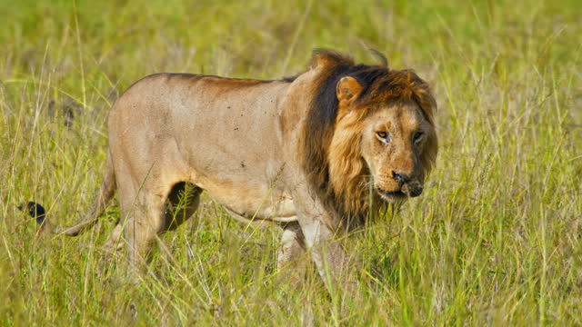 SLO MO Mighty Lion Roaming through Grasslands of Masai Mara Reserve. A Wounded Lion.