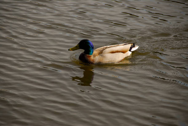 istock Mallard duck swimming in the pond 2118342937