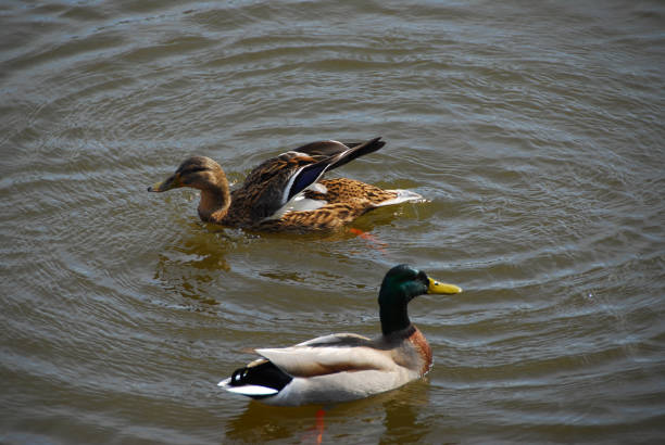 istock Mallard ducks swimming in the pond 2118343453