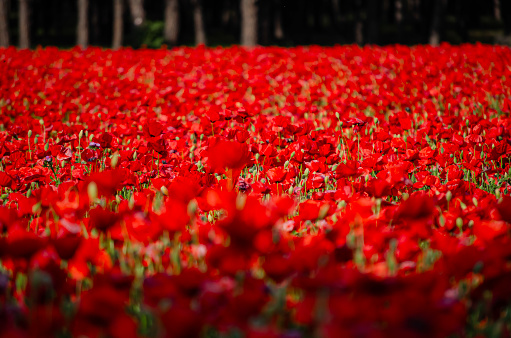 Amapolas rojas en campos castellanos en plena flor. Tordesillas