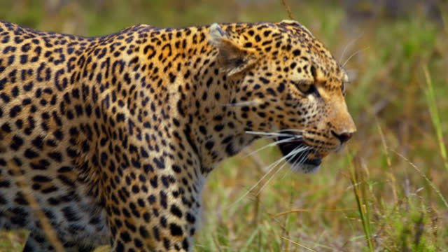 SLO MO Majestic Leopard Roaming on Green Plains of Masai Mara Reserve