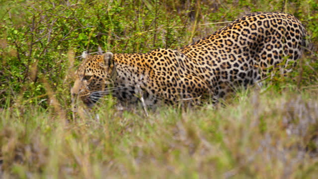 SLO MO Leopard Prowling through Grassy Meadow in Masai Mara Reserve
