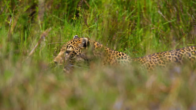 SLO MO Majestic Leopard Stalking Prey in Masai Mara Reserve
