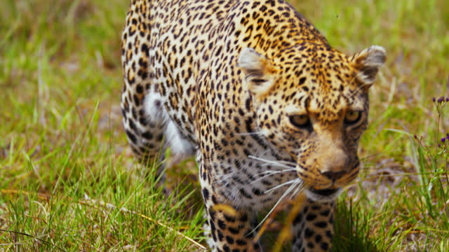 SLOW MOTION Leopard Prowling Gracefully through Lush Savannah Grass at Masai Mara Reserve
