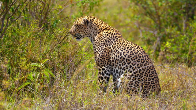 SLO MO Majestic Leopard Cautiously Stalking Prey in Masai Mara Reserve