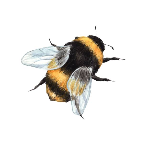 Watercolor drawing of a bumblebee in flight. Illustration hand drawn on white background, suitable for menu design, packaging, poster, website, textile, invitation, brochure, textile.