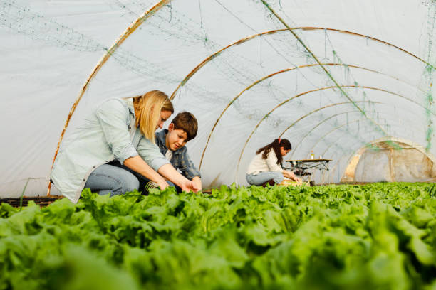 family farming time - greenhouse - leaf vegetable salad child spring fotografías e imágenes de stock