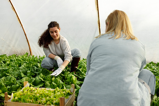 A mother and daughter, are having a conversation in a greenhouse amidst flourishing lettuce plants.