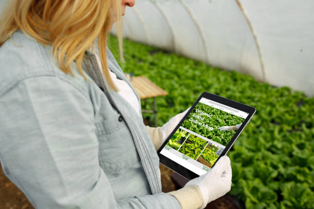 istock Organic Salad - Online Shop 2118395652