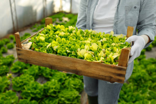 seedlings ready for planting - homegrown produce environment greenhouse futuristic imagens e fotografias de stock