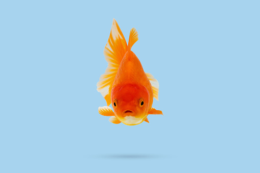 Oranda goldfish isolated on blue background