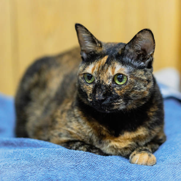 istock A Tortoiseshell cat lies on her resting cushion. 2118397108