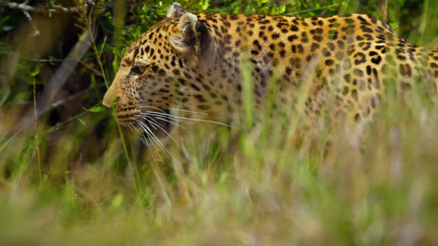 SLO MO Vigilant Leopard Roaming amidst Abundant Greenery of Masai Mara Reserve