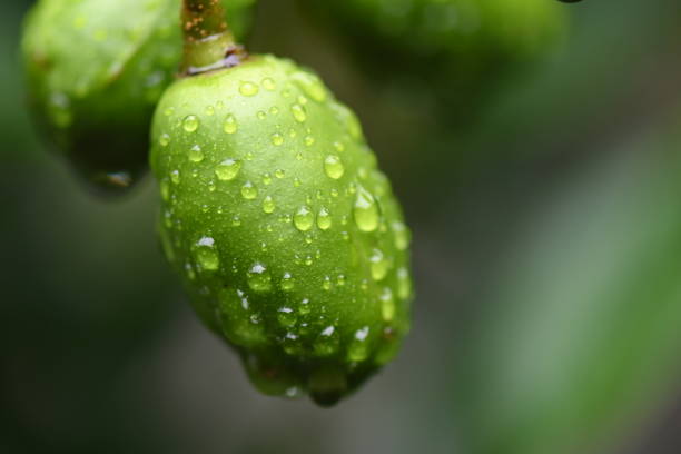 macro photography water drops on leaf dew raindrop in nature on blurred background.