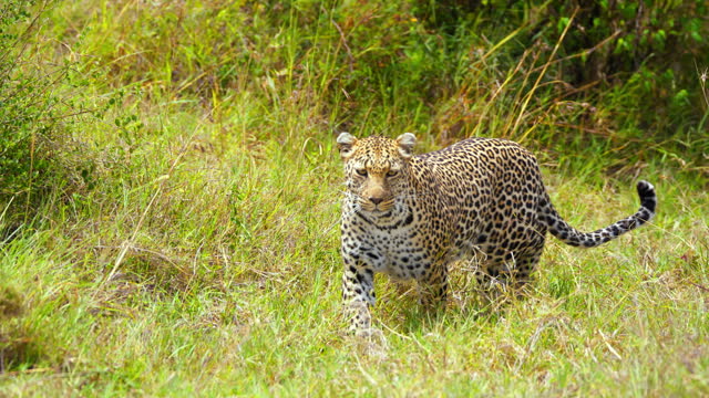 SLO MO Leopard Silently Stalking Prey in Masai Mara Reserve