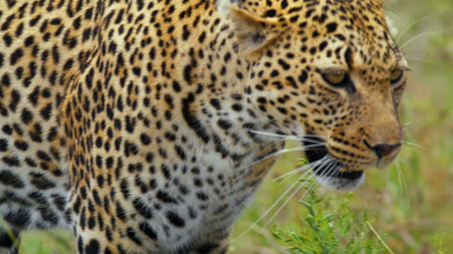 SLO MO Alert Leopard Prowling through Lush.