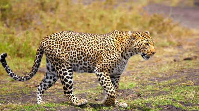 SLO MO Cautious Leopard Navigating through Masai Mara Reserve's Grasslands