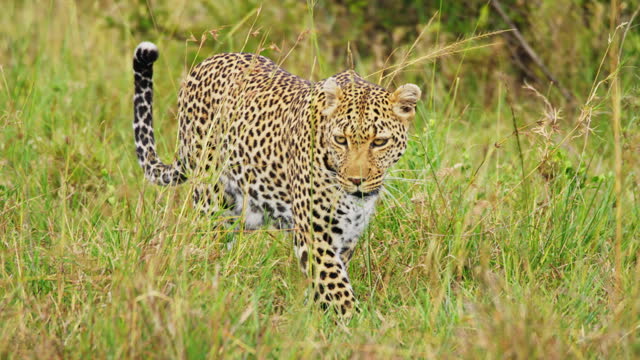 SLO MO Camouflaged Leopard Silently Moving across Green Savannah at Masai Mara Reserve