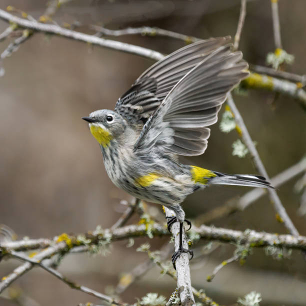 Yellow-rumped Warbler taking off from a tree twig in the Willamette Valley of Oregon. Has a soft, defocused background. Edited.