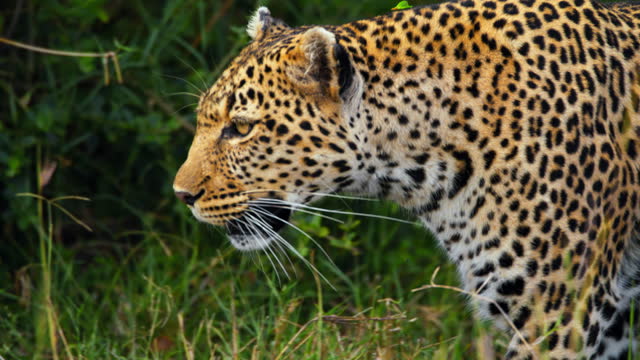 SLO MO Watchful Leopard Quietly Hunting in Picturesque Masai Mara Reserve