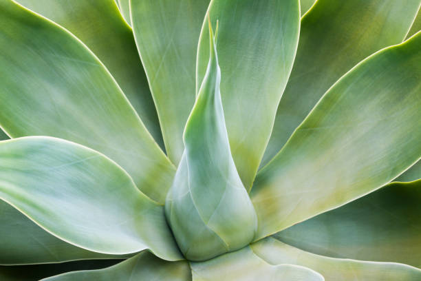 Close up view of the heart of and agave plant (Agave attenuata).A central cone of closed leaves surrounded by a rosette of opened leaves.
