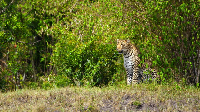 SLO MO Silent Leopard Prowling through Masai Mara Reserve
