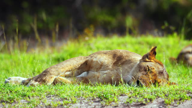 SLO MO Lioness Peacefully Sleeping on Grassy Savannah at Masai Mara Reserve