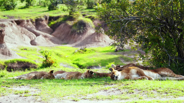 SLO MO Lion Family Resting Peacefully in Masai Mara Reserve