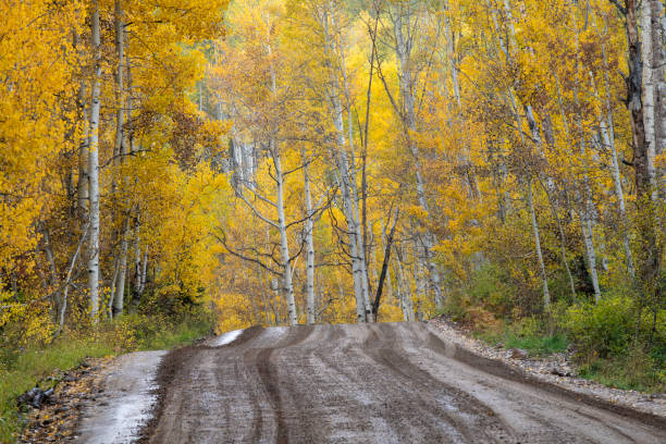 Road through Gunnison National Forest in Autumn, Crested Butte, Colorado, USA